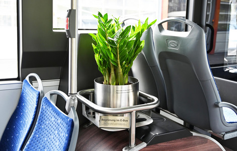 Pflanze im Bus